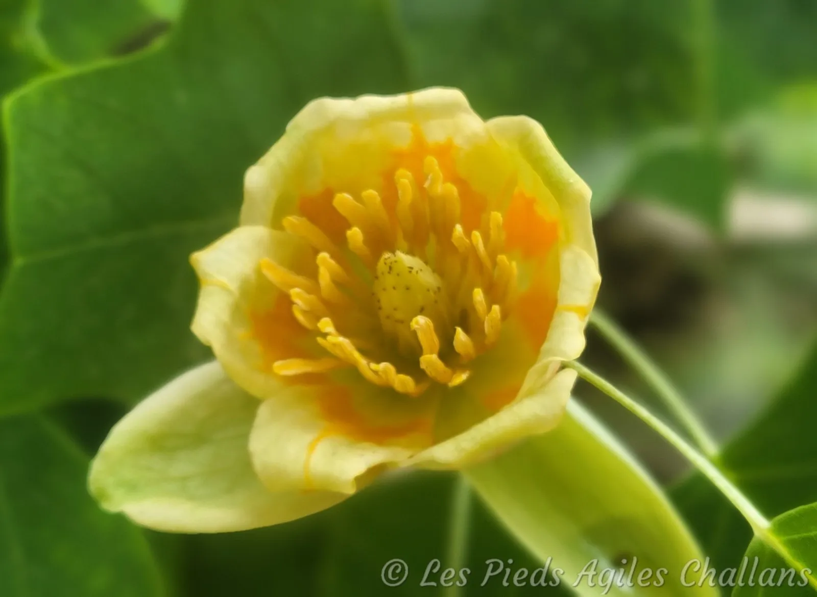 Un tulipier d'Egypte