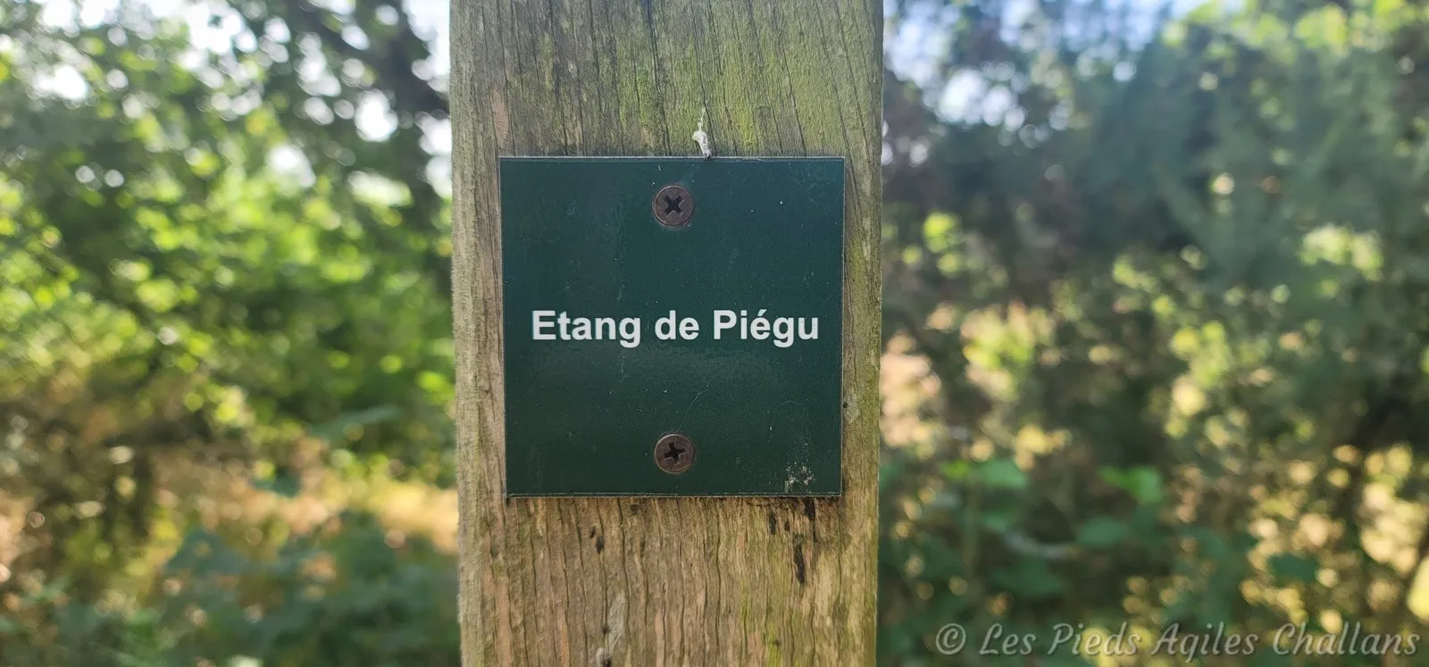 Notre premier étang . . . .
