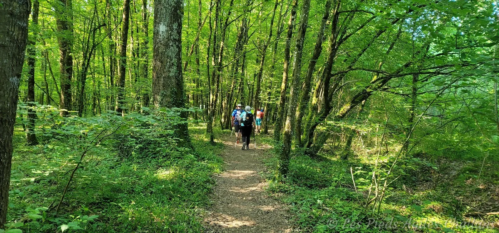 Joli parcours boisé et ombré
